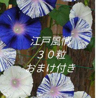 花の種　朝顔　江戸風情の種　おまけ付き(プランター)