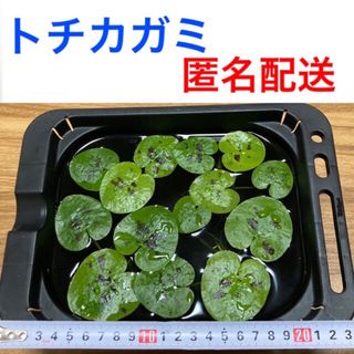 無農薬トチカガミ5株ビオトープ水生植物浮草浮き草水草メダカ匿名配送(アクアリウム)