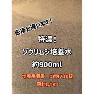 特濃！ゾウリムシ培養水900ml！培養手順書とエビオス10錠セット！(アクアリウム)