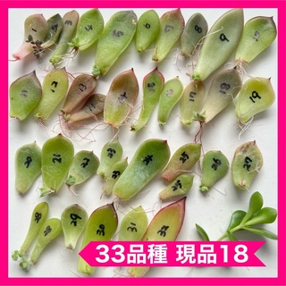セール中 多肉植物 葉挿し 33品種 現品18(その他)