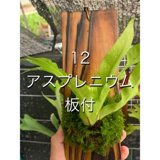 12 アスプレニウム　焼杉板付(プランター)