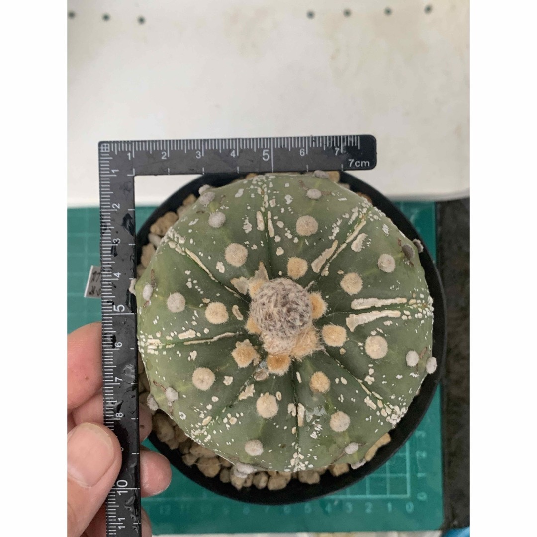 12 兜丸　袖台付　鉢付　Astrophytum asterias ハンドメイドのフラワー/ガーデン(プランター)の商品写真
