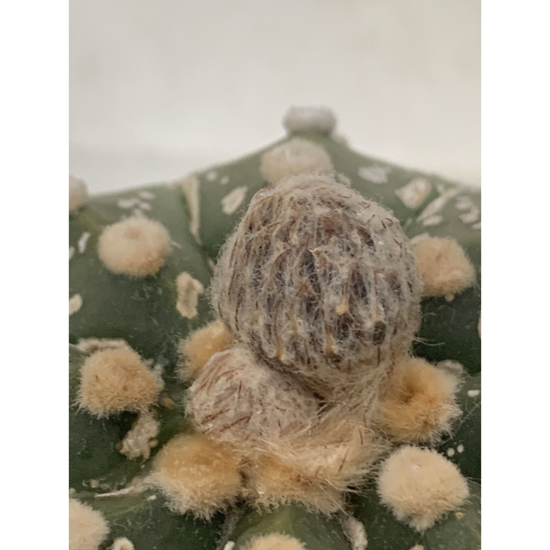 12 兜丸　袖台付　鉢付　Astrophytum asterias ハンドメイドのフラワー/ガーデン(プランター)の商品写真
