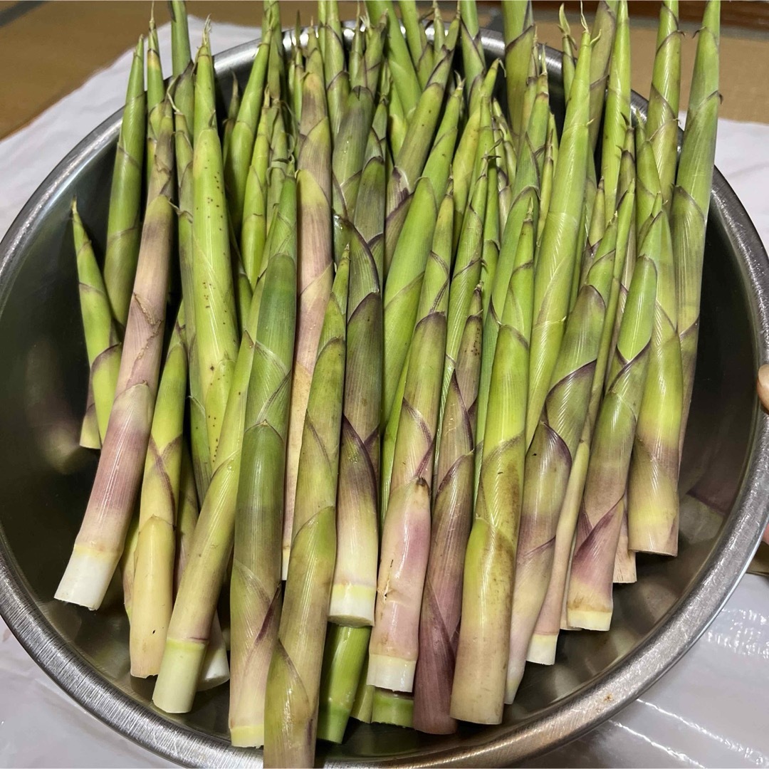 秋田県産　タケノコ 食品/飲料/酒の食品(野菜)の商品写真