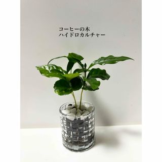 コーヒーの木　ハイドロカルチャー　観葉植物(ドライフラワー)