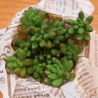 多肉植物　虹の玉　カット苗　10カット