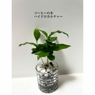 コーヒーの木　ハイドロカルチャー　観葉植物(ドライフラワー)