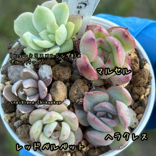 多肉植物 セット 小苗 実生苗 葉挿し苗 エケベリア(その他)