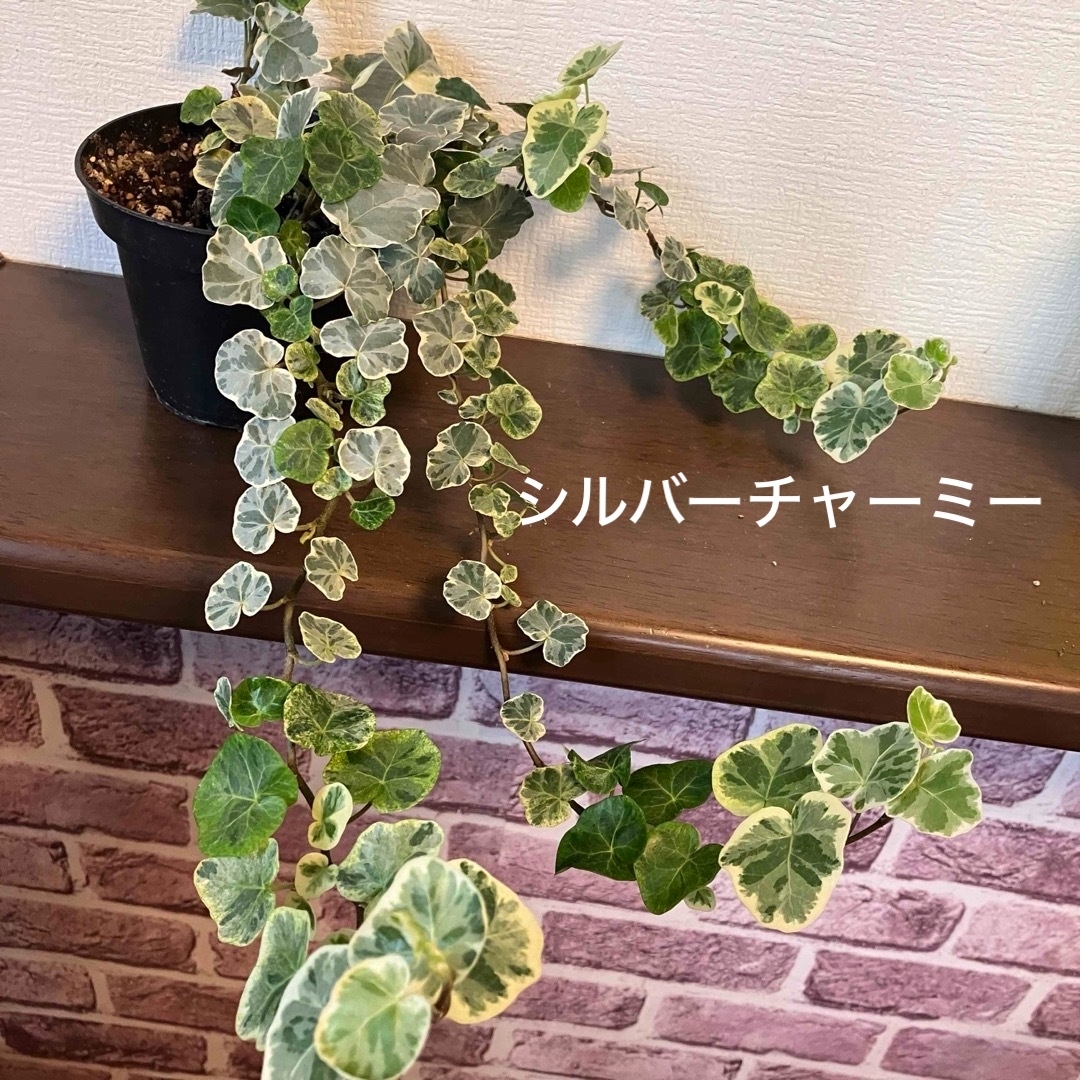 1本 希少品種! シルバーチャーミー アイビー ヘデラ 観葉植物 ハンドメイドのフラワー/ガーデン(その他)の商品写真