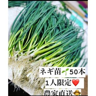 福岡県産　ネギ苗50本 1人限定(野菜)