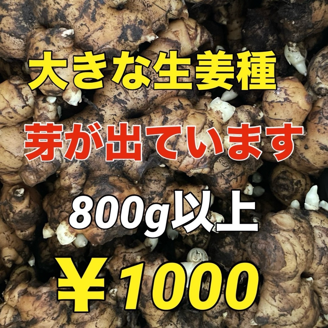 芽が出て植えやすい‼️生姜種‼️800g入‼️ 食品/飲料/酒の食品(野菜)の商品写真