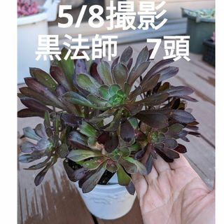 87♥アエオニウム黒法師♥　7頭　抜き苗　多肉植物(ドライフラワー)