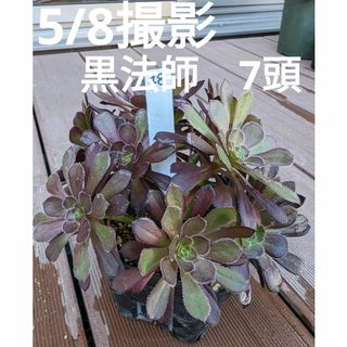 48♥アエオニウム黒法師♥　7頭　抜き苗　多肉植物(ドライフラワー)