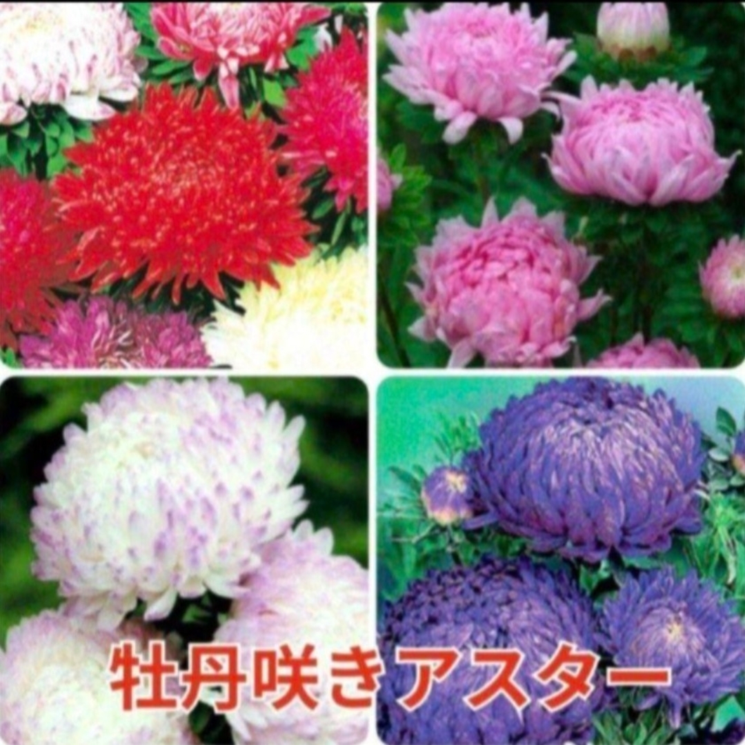 花の種 アスター  種 珍しい 品種 数種類 カラフルミックス 花の苗 ハンドメイドのフラワー/ガーデン(その他)の商品写真