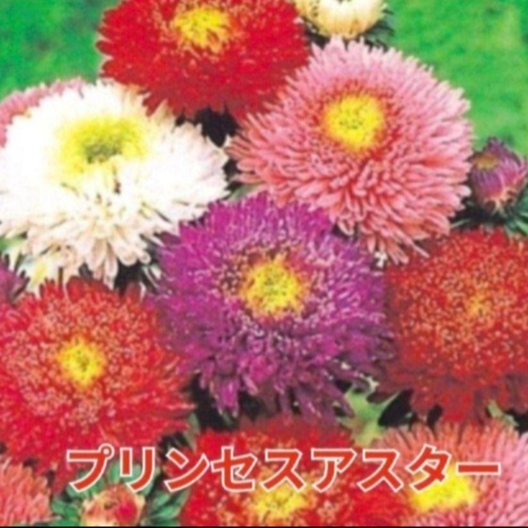 花の種 アスター  種 珍しい 品種 数種類 カラフルミックス 花の苗 ハンドメイドのフラワー/ガーデン(その他)の商品写真