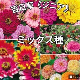 花の種 百日草《ジニア》 珍しい品種も♡ ミックス種 50粒(その他)