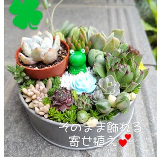 多肉植物寄せ植え そのまま飾れるかえるちゃん♪(その他)