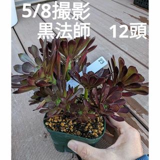 23♥アエオニウム黒法師♥　12頭　抜き苗　多肉植物(ドライフラワー)