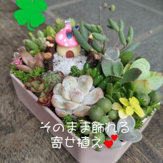 多肉植物寄せ植え そのまま飾れるキノコの箱庭(その他)