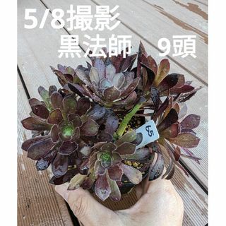 65♥アエオニウム黒法師♥　9頭　抜き苗　多肉植物(ドライフラワー)