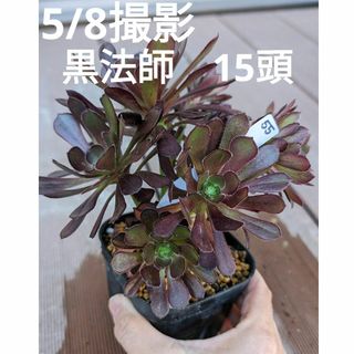 55♥アエオニウム黒法師♥　15頭　抜き苗　多肉植物(ドライフラワー)