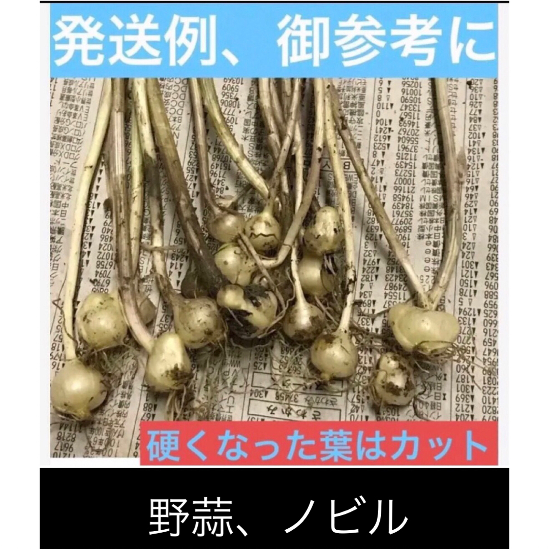 岐阜産  無農薬、畑の横自生、ノビル、野蒜、薬用、苗用、食用12本+〆　 ハンドメイドのフラワー/ガーデン(プランター)の商品写真