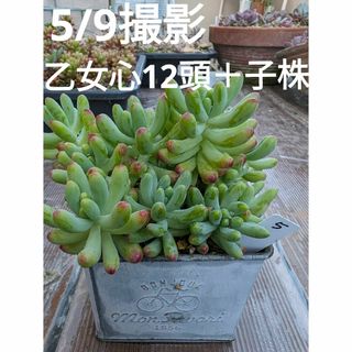 5♥乙女心12頭＋子株♥　根あり　多肉植物(ドライフラワー)