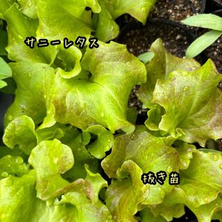 サニーレタス  抜き苗  10苗 野菜 家庭菜園(野菜)