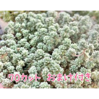 多肉植物 玉蛋白 70カット おまけ付き(その他)