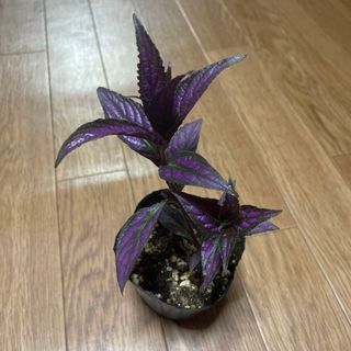 ストロビランテス 植物(その他)