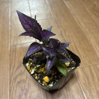 ストロビランテス 植物(その他)