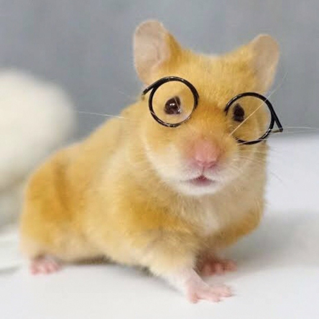 Q11【新品】小動物 メガネ 眼鏡 めがね コスプレ おもちゃ サングラス その他のペット用品(小動物)の商品写真