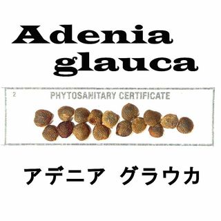 12月入荷 アデニア グラウカ 3粒 種 種子 証明書あり(その他)