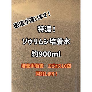 特濃！ゾウリムシ培養水約900ml！培養手順書とエビオス10錠同封！(アクアリウム)