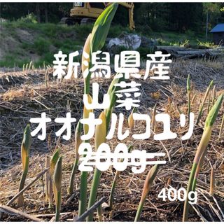 新潟県産　山菜　オオナルコユリ　400g    5/13発送(野菜)