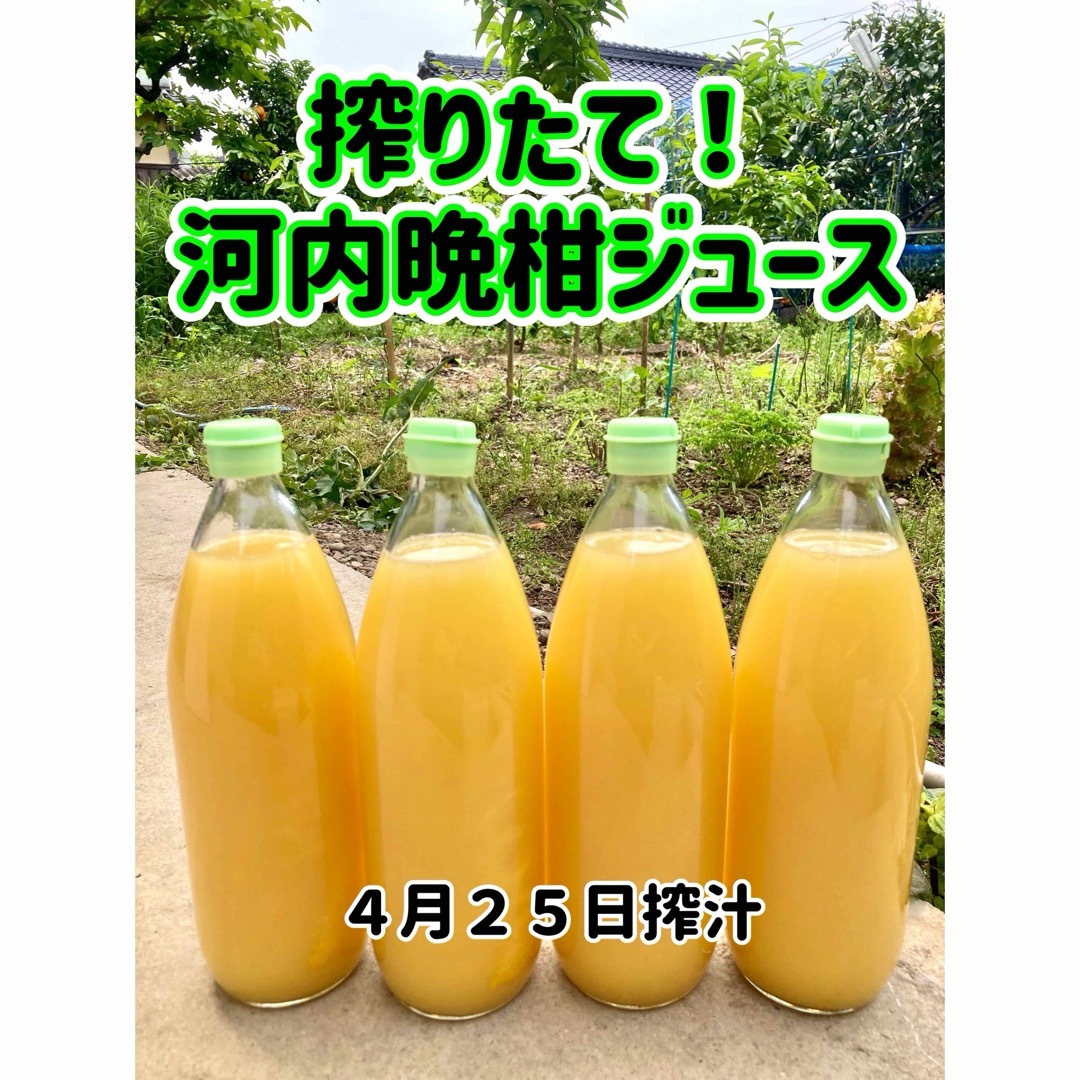 河内晩柑ジュース　搾りたて　愛媛県産　ビタミン補給 食品/飲料/酒の食品(フルーツ)の商品写真