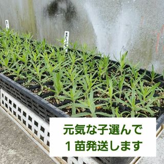 白花宿根かすみ草 幼苗(その他)