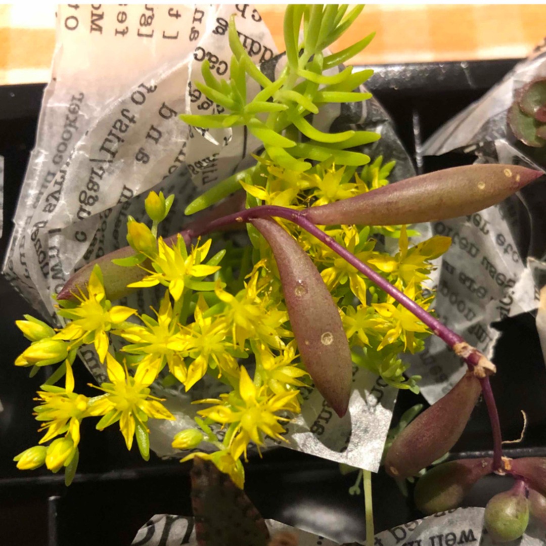 多肉植物寄せ植え（切苗） ハンドメイドのフラワー/ガーデン(プランター)の商品写真