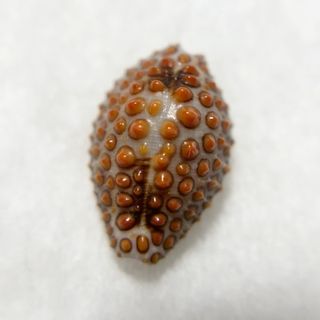 《 キノコダマ 》　貝殻標本　shell Jenneria pustulata(彫刻/オブジェ)