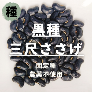 【種】ささげ　黒種三尺ささげ　無農薬　20粒(野菜)