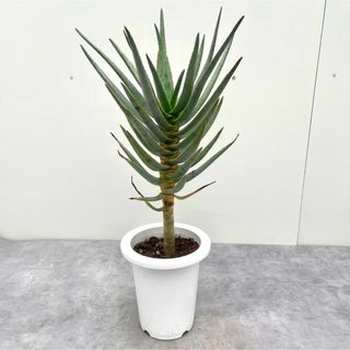 アロエ　デコトマ　2【現品】観葉植物　多肉植物(その他)