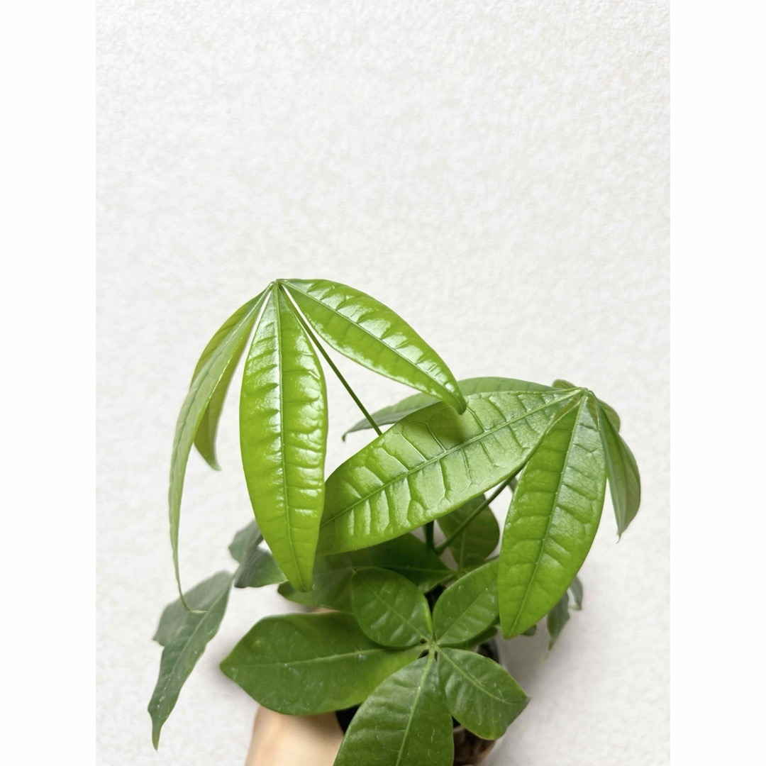 パキラ　ハイドロカルチャー　観葉植物 ハンドメイドのフラワー/ガーデン(ドライフラワー)の商品写真