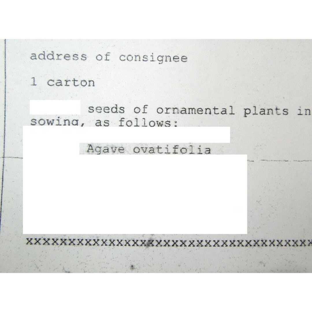 4月入荷50粒 アガベ オバティフォリア 種子 種 ovatifolia ハンドメイドのフラワー/ガーデン(その他)の商品写真