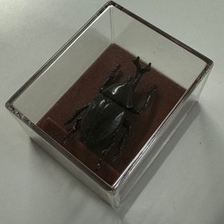 カブトムシ　昆虫標本フィギュア(その他)