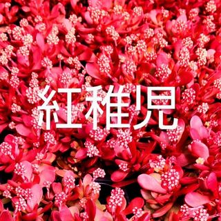 多肉植物  真っ赤な《 紅稚児》 抜き苗(その他)