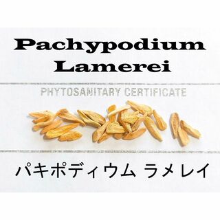 3月入荷 20粒+ パキポディウム ラメリー ラメレイ 種子 種 証明書(その他)