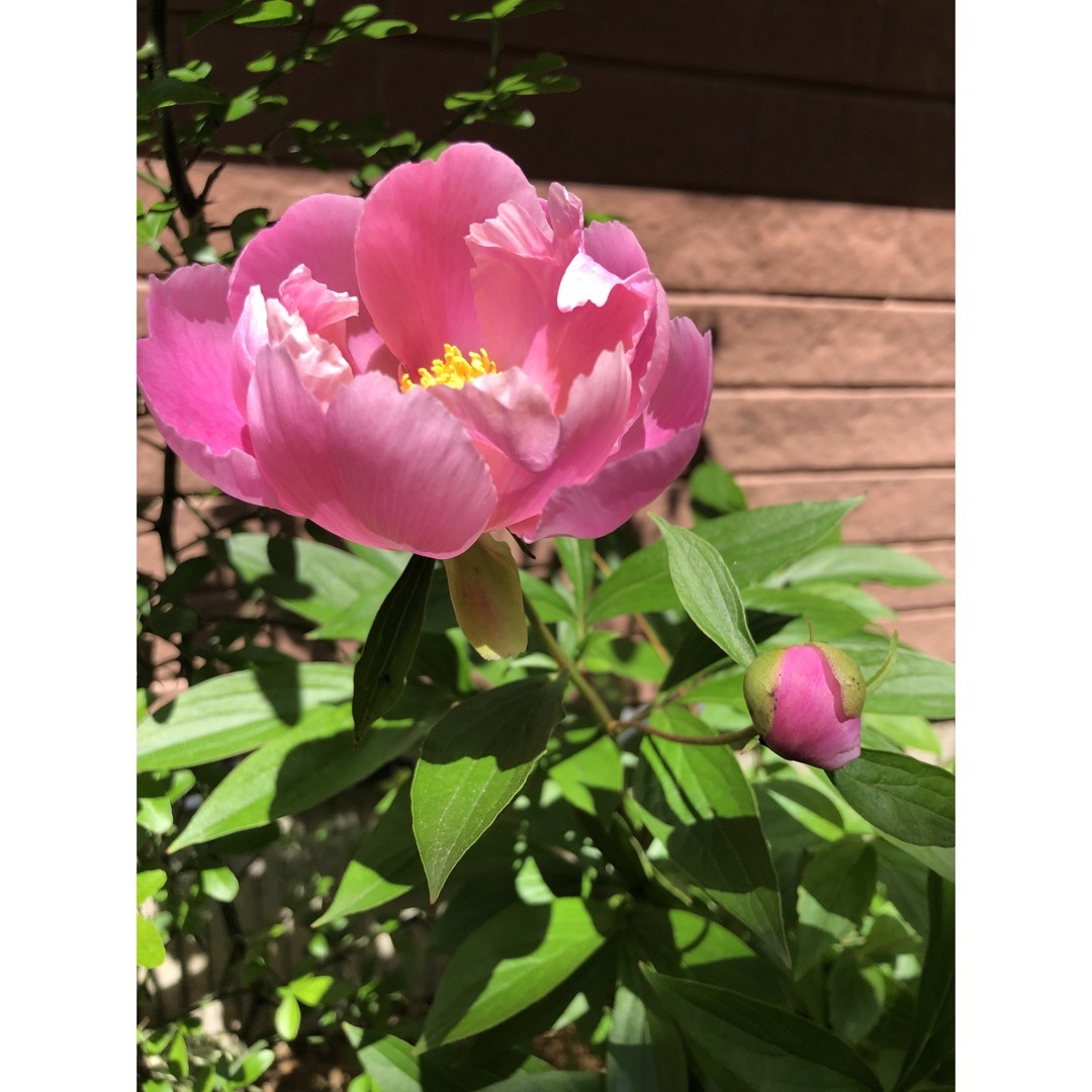 芍薬 ピンク一重咲き シャクヤク ピオニー 花苗の通販 by 増殖 芍薬 ピンク一重咲き シャクヤク ピオニー 花苗の通販 by 増殖