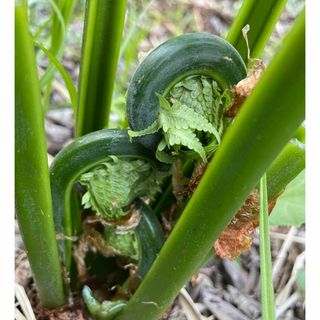 【北海道産】こごみ　500g (野菜)