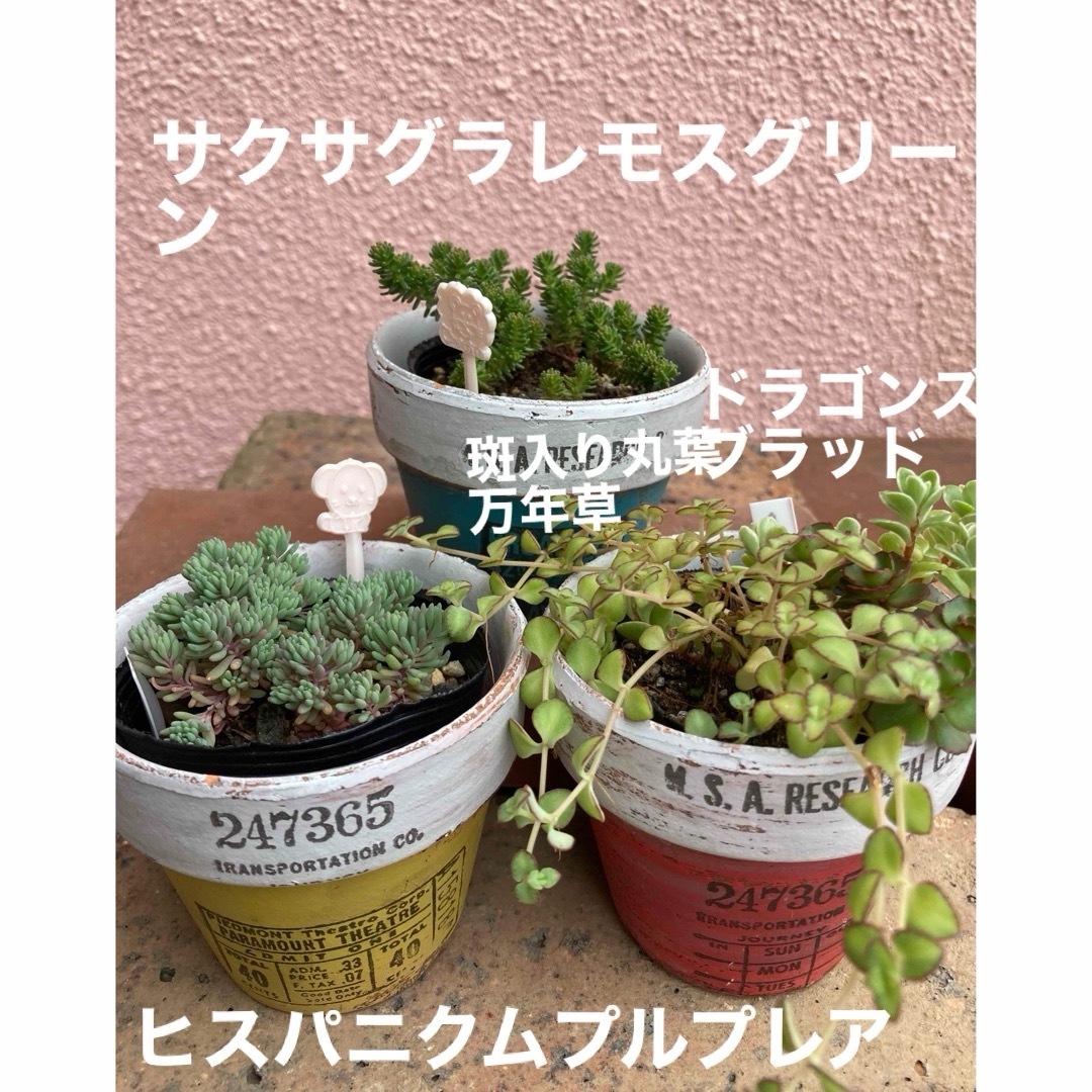 多肉植物　サクサグラレモスグリーン　ヒスパニクムプルプレア ハンドメイドのフラワー/ガーデン(その他)の商品写真