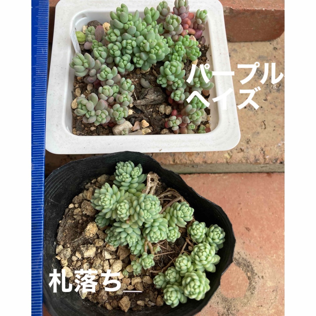 多肉植物　パープルヘイズ ハンドメイドのフラワー/ガーデン(その他)の商品写真